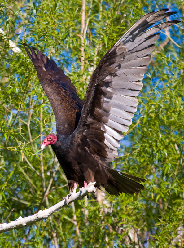 Turkey Vulture